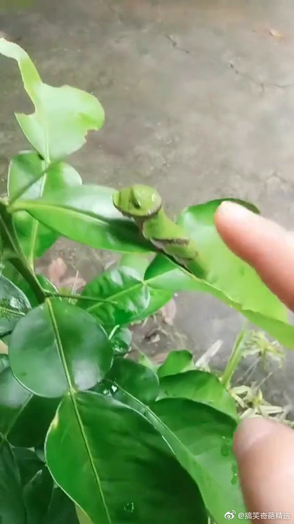 还会吐舌头的虫子!用你们家乡叫什么?#搞笑幽默#  