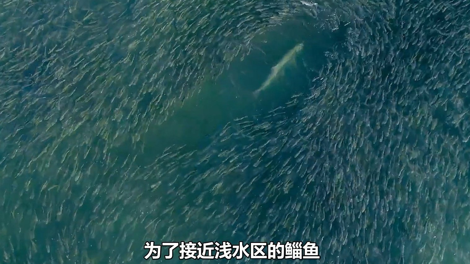 【BBC纪录片节选:海边的鯔(zī)鱼大餐】《七个世界,一个星球》相当震撼的一段:每年冬天