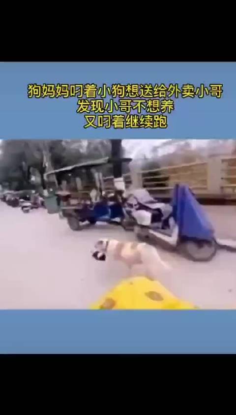 一位外卖小哥在送餐路上遇到了一只狗妈妈叼着孩子冲到了自己面前希望他能收养这只小奶狗,因为忙