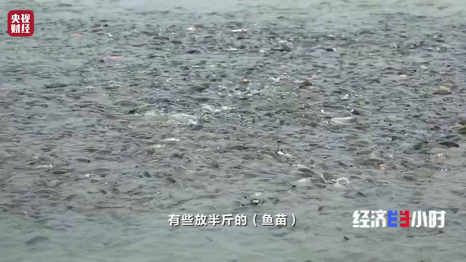【淡水鱼大幅涨价江西提前卖了2021年的鱼】国家统计局数据显示:淡水鱼价格从年初开始大幅上