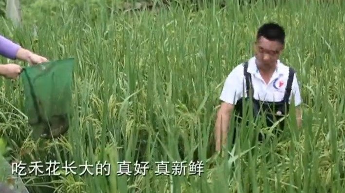 《舌尖之旅》三江站稻作文化下的质朴与勇气:太阳鱼 糯食 #广西美食# 