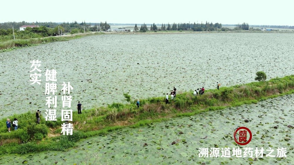 在中国最大的淡水湖——鄱阳湖畔“生活”是种什么体验?江西余干的芡实在此已种植1200年,非