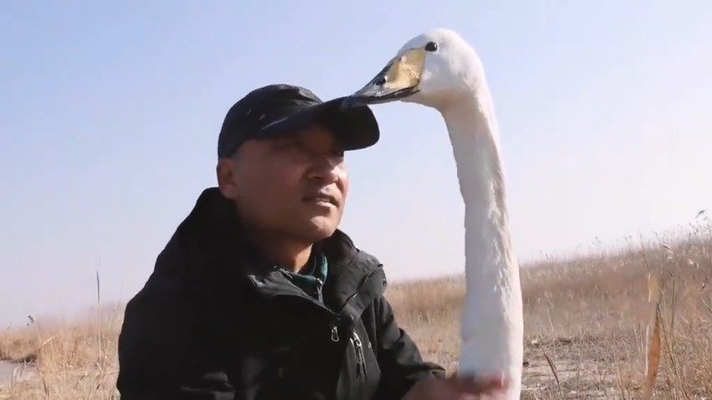 【李健:与天鹅小雪的14年约定】“鸟类最有灵性,哪里环境好,鸟儿最知道。”鸟类驯养员李健在