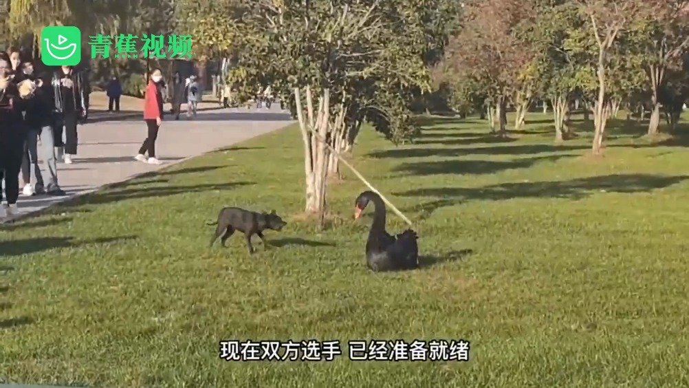 【有内味儿了!高校电竞专业老师传神解说校宠打架 让人直呼专业[大笑]】11月25日,江苏南