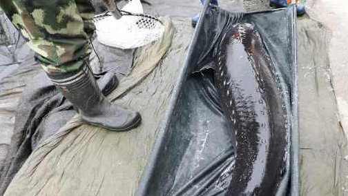 【东北的鱼也太大了!基地打捞出200斤鲟鱼王:至少价值40万】辽宁丹东。鸭绿江鲟鱼培养基地