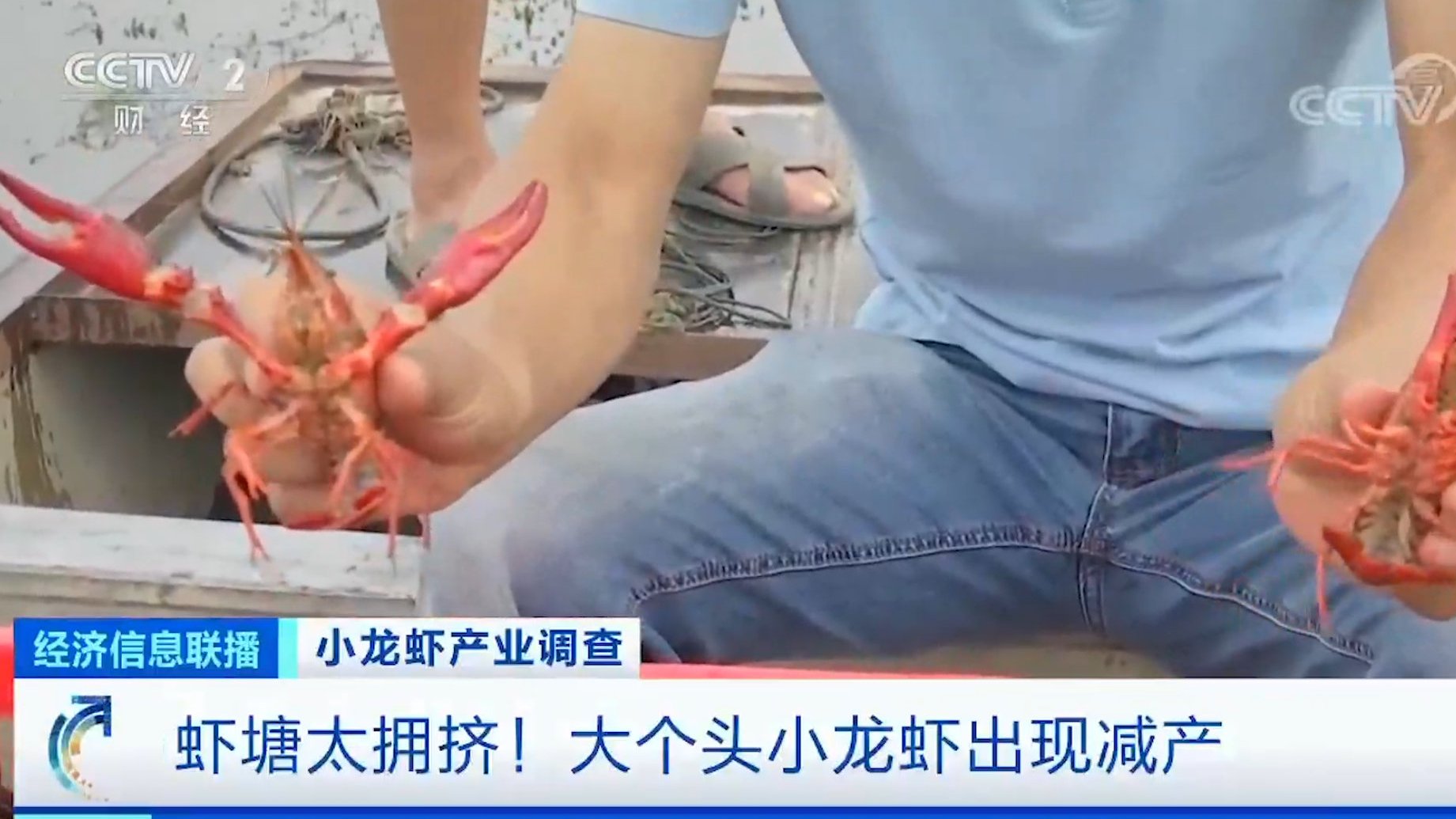 【小龙虾市场冰火两重天:盱眙小龙虾小虾亏钱贱卖,大虾供不应求】在江苏盱眙,今年受新冠疫情的