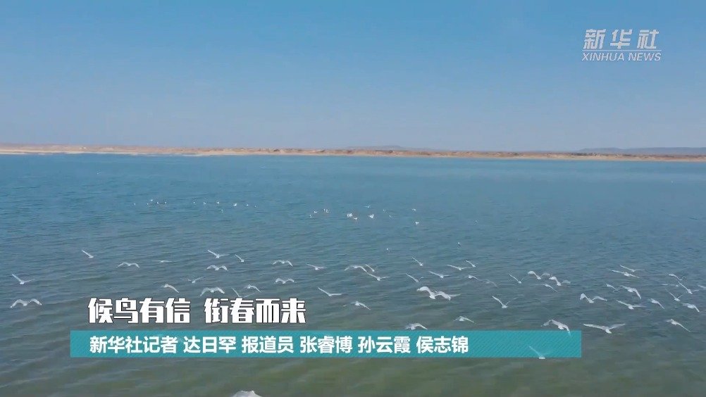 【内蒙古鄂尔多斯市东胜区迎来大批迁徙候鸟】春日暖阳下,三五成群的遗鸥时而在湖畔低飞鸣叫,时
