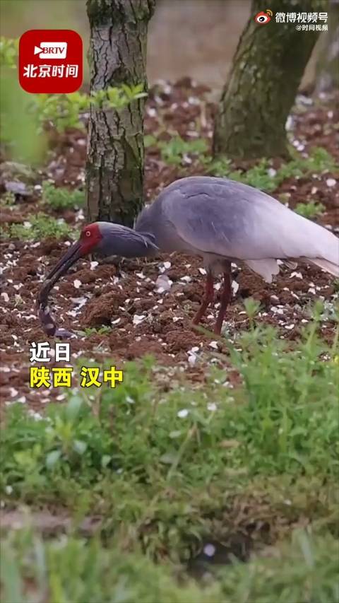 【网友拍下朱鹮吃娃娃鱼罕见场景:国一吃国二,也就朱鹮敢[笑哭]】近日,陕西汉中。张女士拍摄