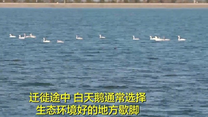 【“生态颜值高”引来“尊贵客” 18只白天鹅飞临夏津黄河故道森林公园】近日,夏津县黄河故道
