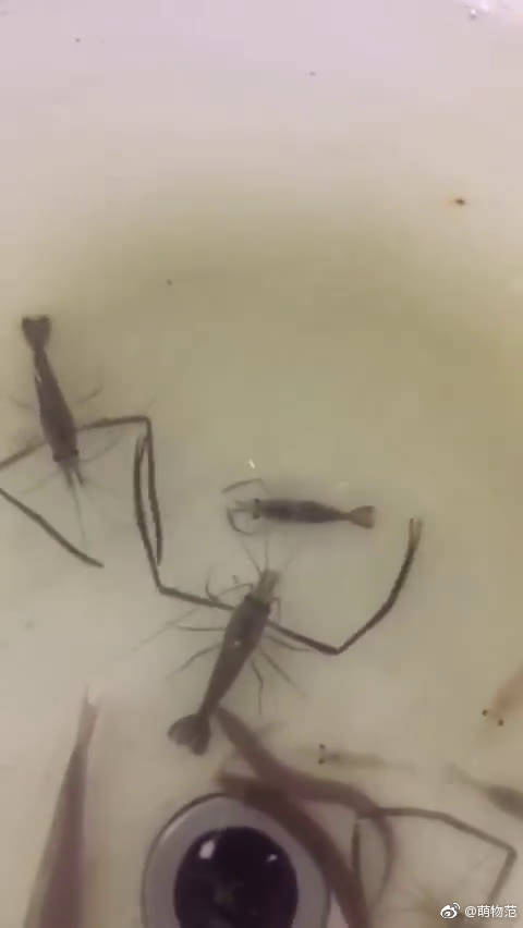 母虾怀孕快产子了,公虾一直这么护着母虾,好有爱  