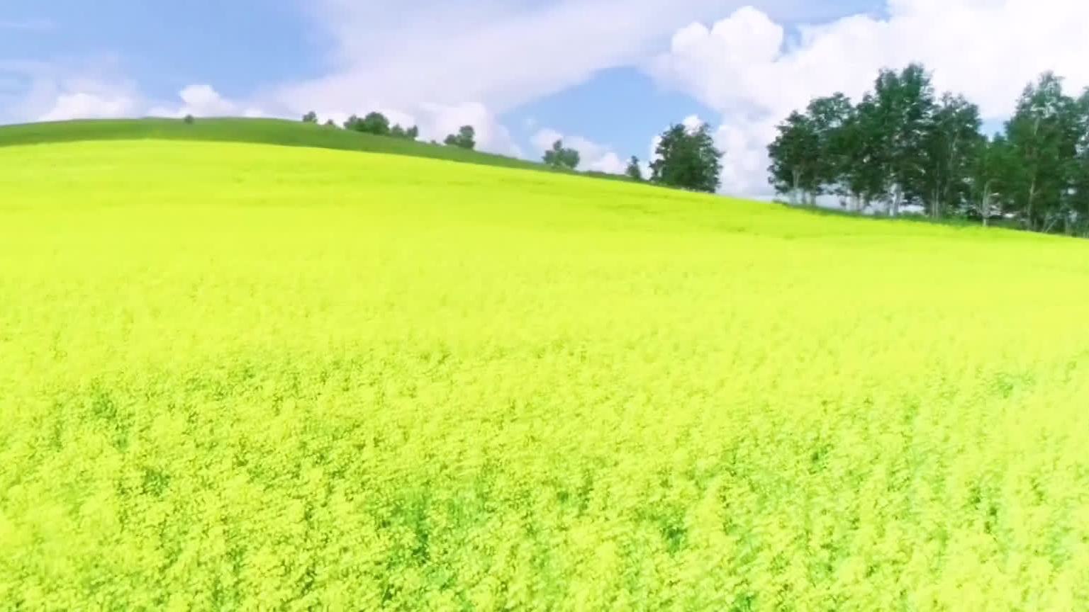 【太美!内蒙古额尔古纳百万亩油菜花海】近日,内蒙古额尔古纳地区,一百多万亩金黄色的油菜花,