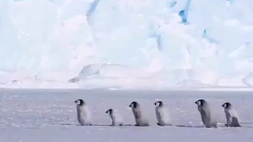 被称为是世界上最辛苦的育儿的帝企鹅,随着小企鹅的长大,父母双方都必须出海捕鱼,而小企鹅们则