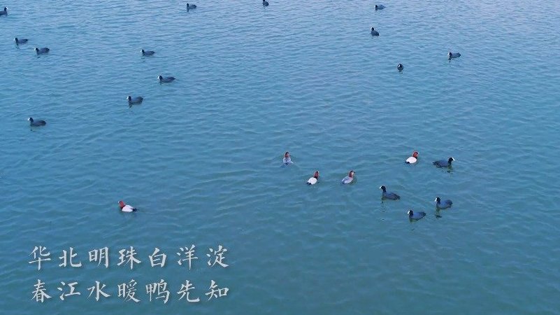 【#大批候鸟陆续抵达雄安白洋淀#】“春江水暖鸭先知。”一到春天,大批候鸟陆续抵达白洋淀,开