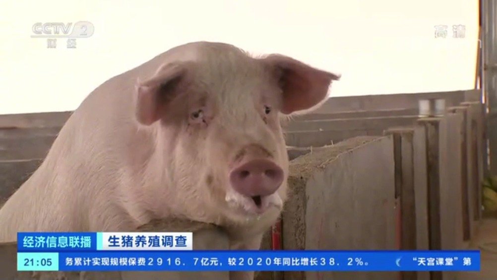 【生猪每长一公斤肉成本增0.8元 有养殖户养一头猪亏四五百元】据央视财经 报道:根据农业农