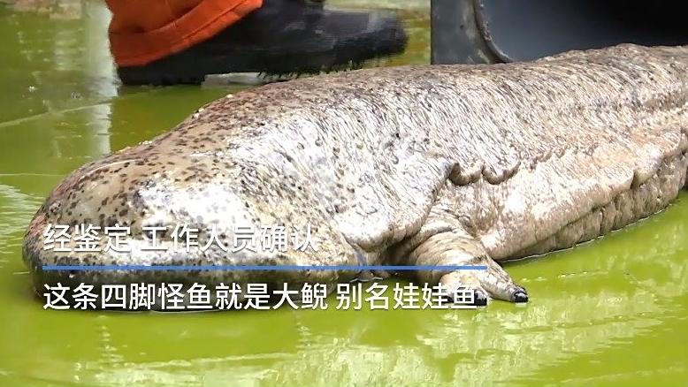 【浙江千岛湖发现1米长大型娃娃鱼 】11月26日,千岛湖水上保洁员在打捞垃圾时,发现了一条