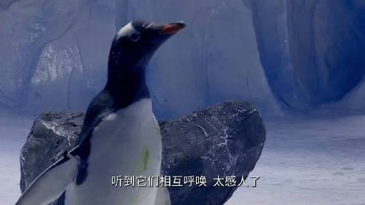 两只企鹅已经很可爱了,如果企鹅家族聚在一起,那画面简直萌翻了纪录片《飞机上的企鹅》正在欢喜