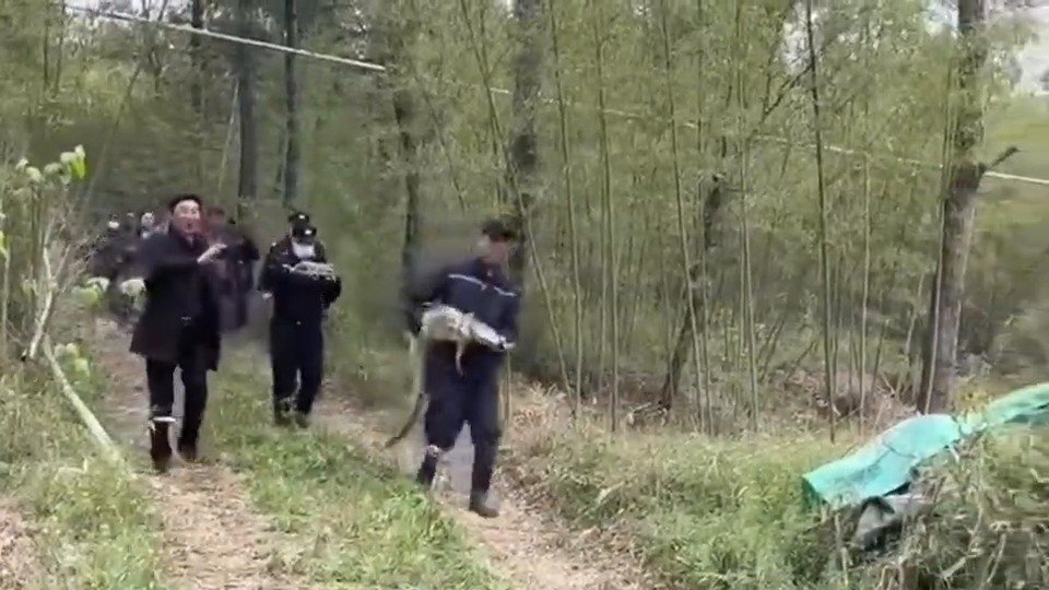 【男子清明节扫墓遇1.5米长尼罗鳄】4月5日,安徽宣城,一村民在上山扫墓时发现一条鳄鱼。宣