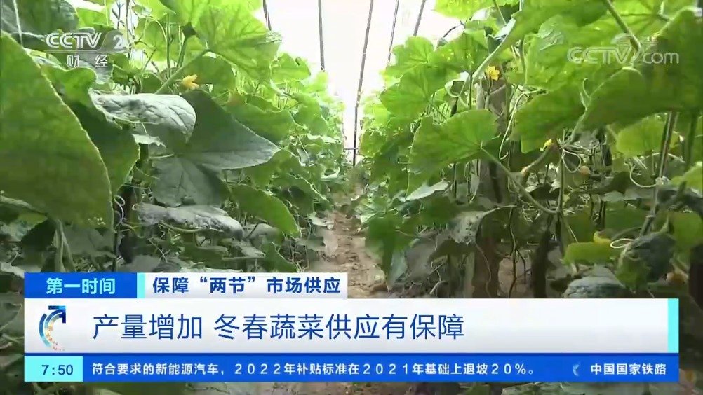 【农业农村部:冬春蔬菜供应有保障,全国蔬菜价格呈下降趋势】根据农业农村部发布最新数据显示,