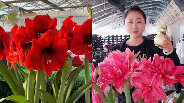 【#农村姑娘直播卖花1年卖出10万株# 】河北唐山,今年39岁的李雅男从小在农村长大,因对