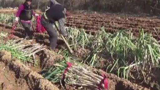 【63岁大爷刨大葱6000斤月入过万 只想挣点钱为孩子分担压力】11月16日,山东济南,6