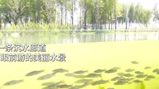 【昆明一公园打造沉水廊道】近日,云南昆明,昆明宝丰湿地公园打造一条沉水廊道,可以营造人在湖