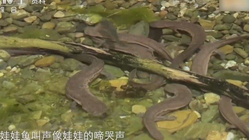 【娃娃鱼叫声像娃娃啼哭是谣传】娃娃鱼叫声是啥样的?真的像娃娃哭似的?是时候辟谣了↓