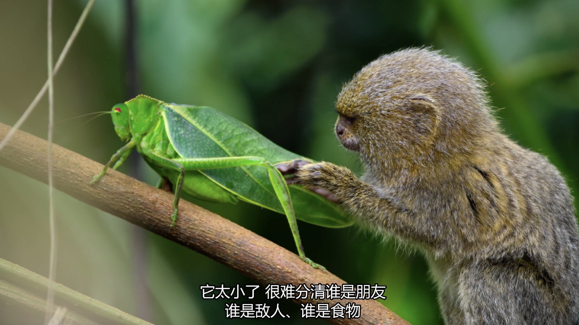 【小小世界预告】萌化了萌化了~AppleTV+大自然纪录片《小小世界》4K中字预告来袭,在