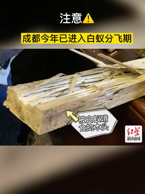 【注意!成都今年已进入白蚁分飞期&nbsp;,可通过这些方式防治】据成都市住建局,根据成都地区主要白