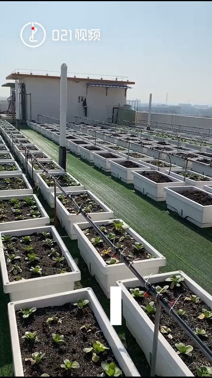 【 自己的员工当然要自己宠!公司楼顶种蔬菜给员工吃:一天能收近50斤,满足150名员工需求