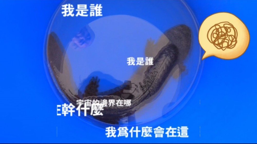 【轻轻地我走了 正如我轻轻地来】近日,湖北宜城市雷河发展区村民李某在沟渠捞虾时,捡到一条身
