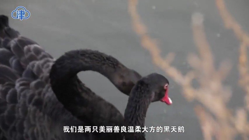 【津云微视·津彩 |听听七里海两只黑天鹅的表白 】津云新闻讯:近日,公安宁河分局七里海湿地