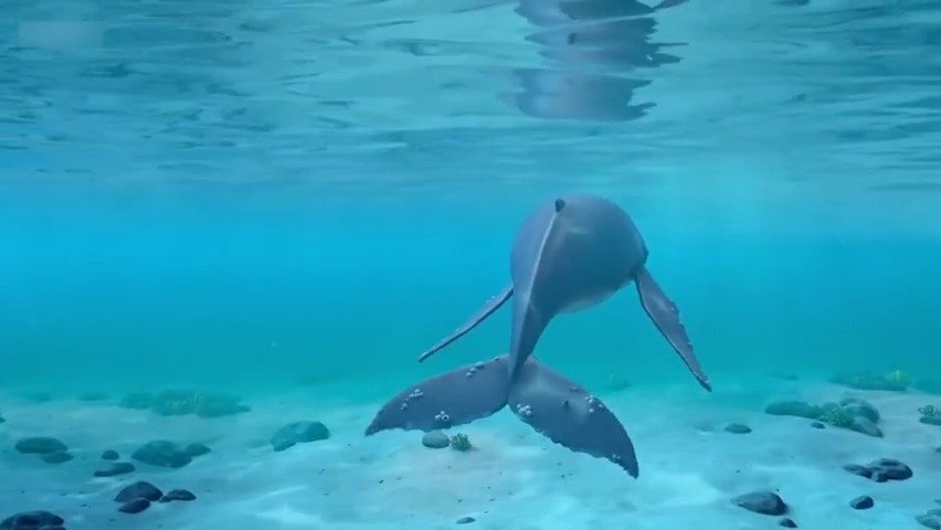 【萌萌哒治愈系动画短片】动画短片《蜗牛和鲸鱼》讲述一段蜗牛和鲸鱼的奇妙旅程!画风萌萌哒,寓