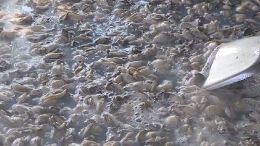 【探秘蚝油酿制过程 !让味道源自食材】作为广东阳江人,餐桌上必少不了一碟蚝油,吃菜时蘸上一