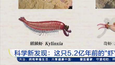 【#南京# 新证据!5亿年前虾形化石有5只眼】日前,《自然》杂志报道了由中国科学院南京地质