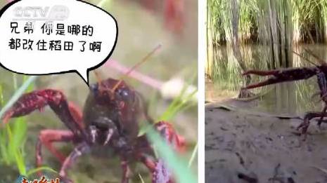 【农田里的动物园什么样】莲花池里的青鱼,最爱大口吃螺蛳;岸边上百只大鹅,天天上演“水草争夺