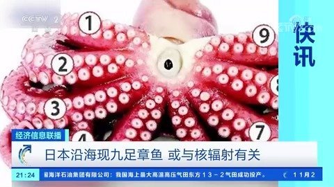 【日本沿海现九足章鱼变异或与核辐射有关】近日,日本宫城县沿海村子出现一只有9个触手的章鱼。