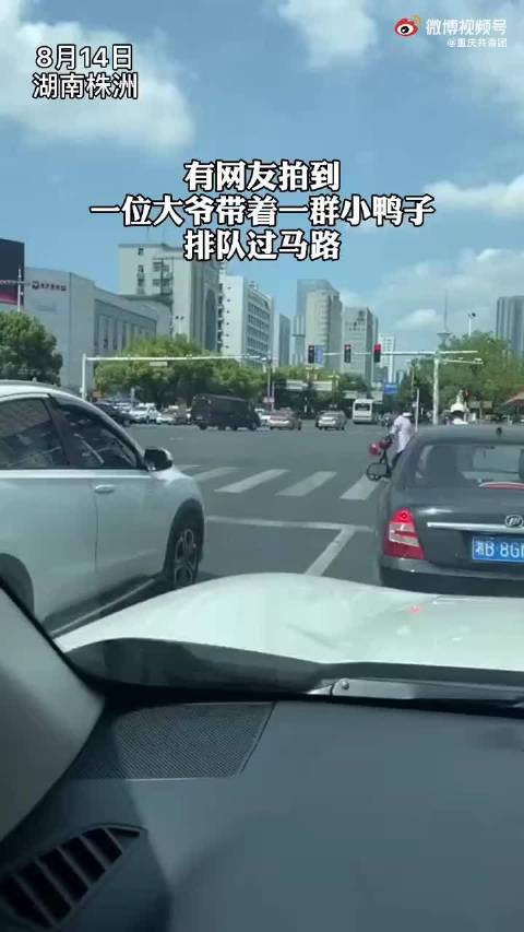 【“冲鸭”!大爷带一排小黄鸭过马路】近日,湖南郴州一网友拍到一位大爷带着一群小鸭子排队过马