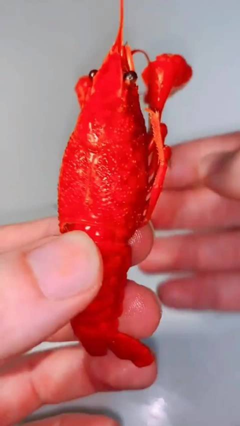 最快速最完美的剥小龙虾的方法是这样的。