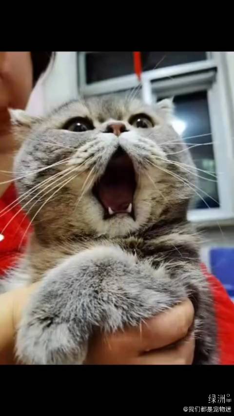 小猫咪下巴脱臼来看医生了…… _哈哈哈哈哈这就是行走的表情包吧,真没忍住。