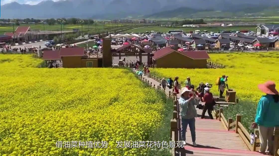 【高原夏日油菜花怎么这么好看】门源县是青海省的油菜花基地,也是西北地区主要油料产区。与南方