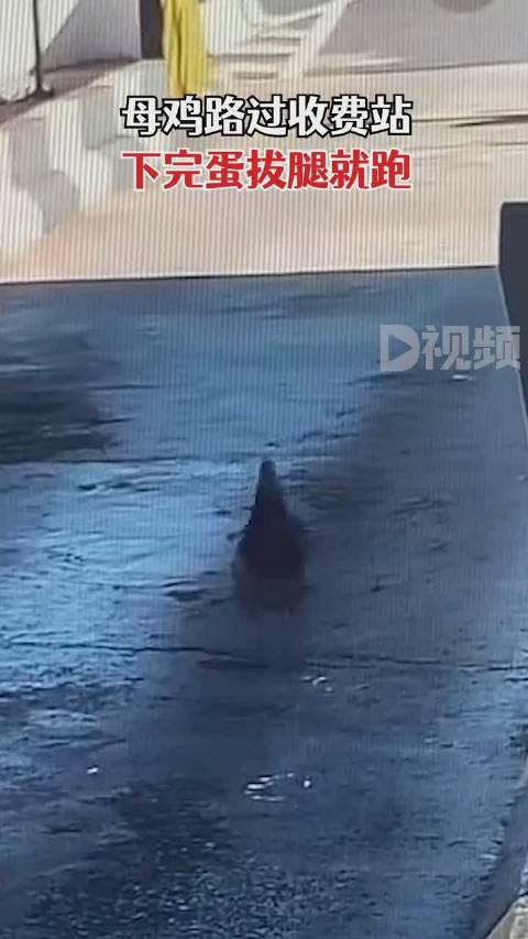 母鸡路过收费站下完蛋拔腿就跑,网友:感觉它是来交过路费的(D视频)