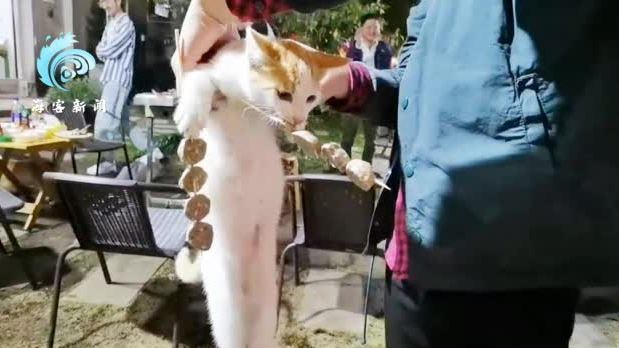 【流浪猫偷吃客人烤串被抓现行:嘴里叼“手”里拿】近日,海南海口,烧烤店门口一只流浪猫偷吃客