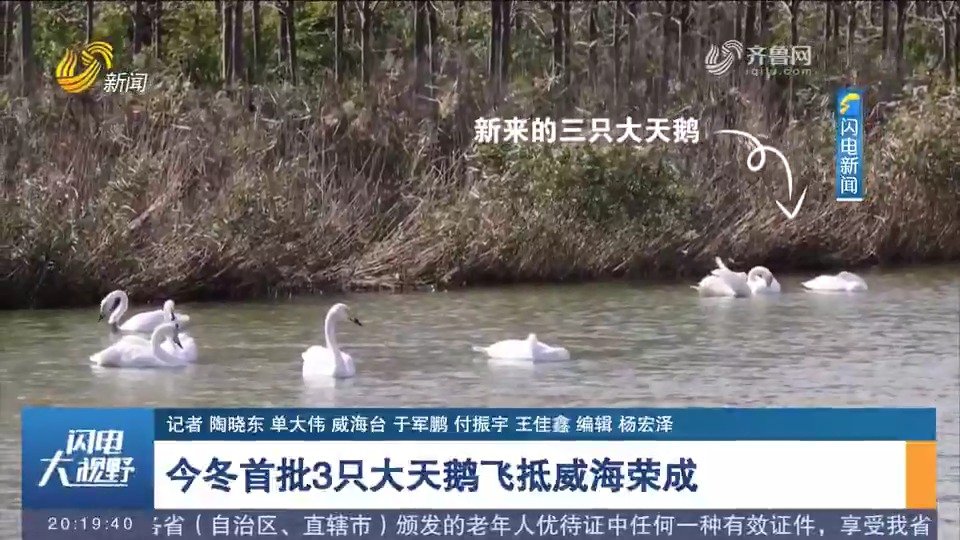 #打卡好客山东# 【今冬首批3只大天鹅飞抵威海荣成】(齐鲁网)