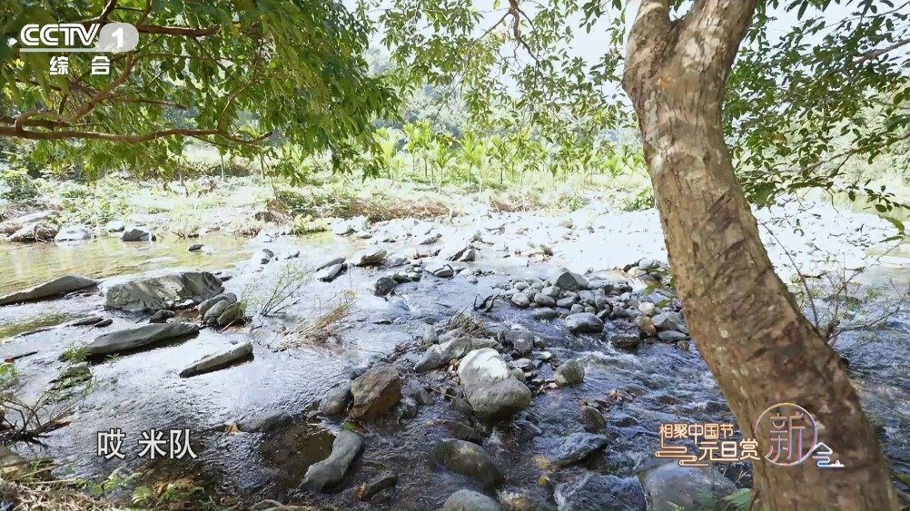 【带你打卡海南热带雨林国家公园】好奇!如何用正确打开方式探索海南热带雨林国家公园?“科学自