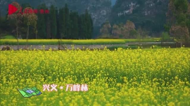 【美!航拍贵州8000亩油菜花】据人民网贵州频道,坐直升机,飞跃8000亩油菜花田是一种什