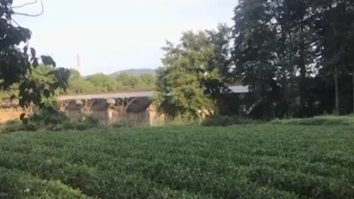 【收茶季遭遇洪涝灾害!福建武夷山茶商损失惨重,有人几乎赔掉全部家当!】近期,乌龙茶的发源地