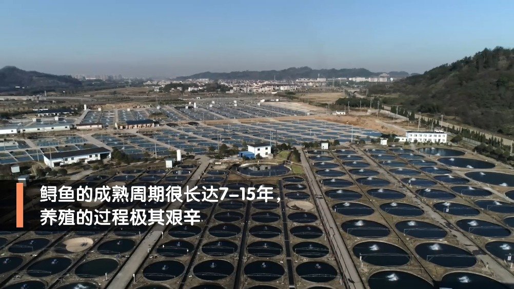 【人工养殖加工鱼子酱有多难?鲟鱼养殖10年才能产鱼子酱[围观]】鱼子酱在欧美国家有超过20