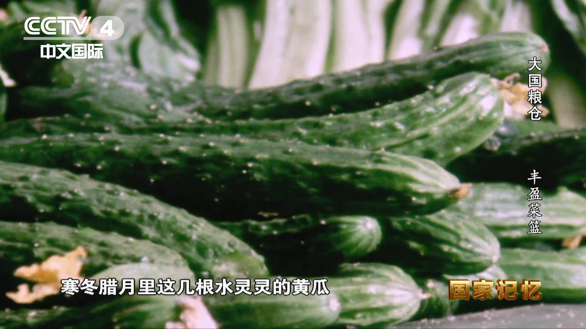 【长在冬天的黄瓜】丰收节感受大国粮仓 1988年春节前的一天,王乐义的弟弟从外地带回来1公