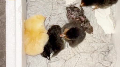 【鸡蛋放空调房10天孵出小鸡,主人:孵出4只,还有蛋已破壳】8月16日,安徽南陵。汪女士的