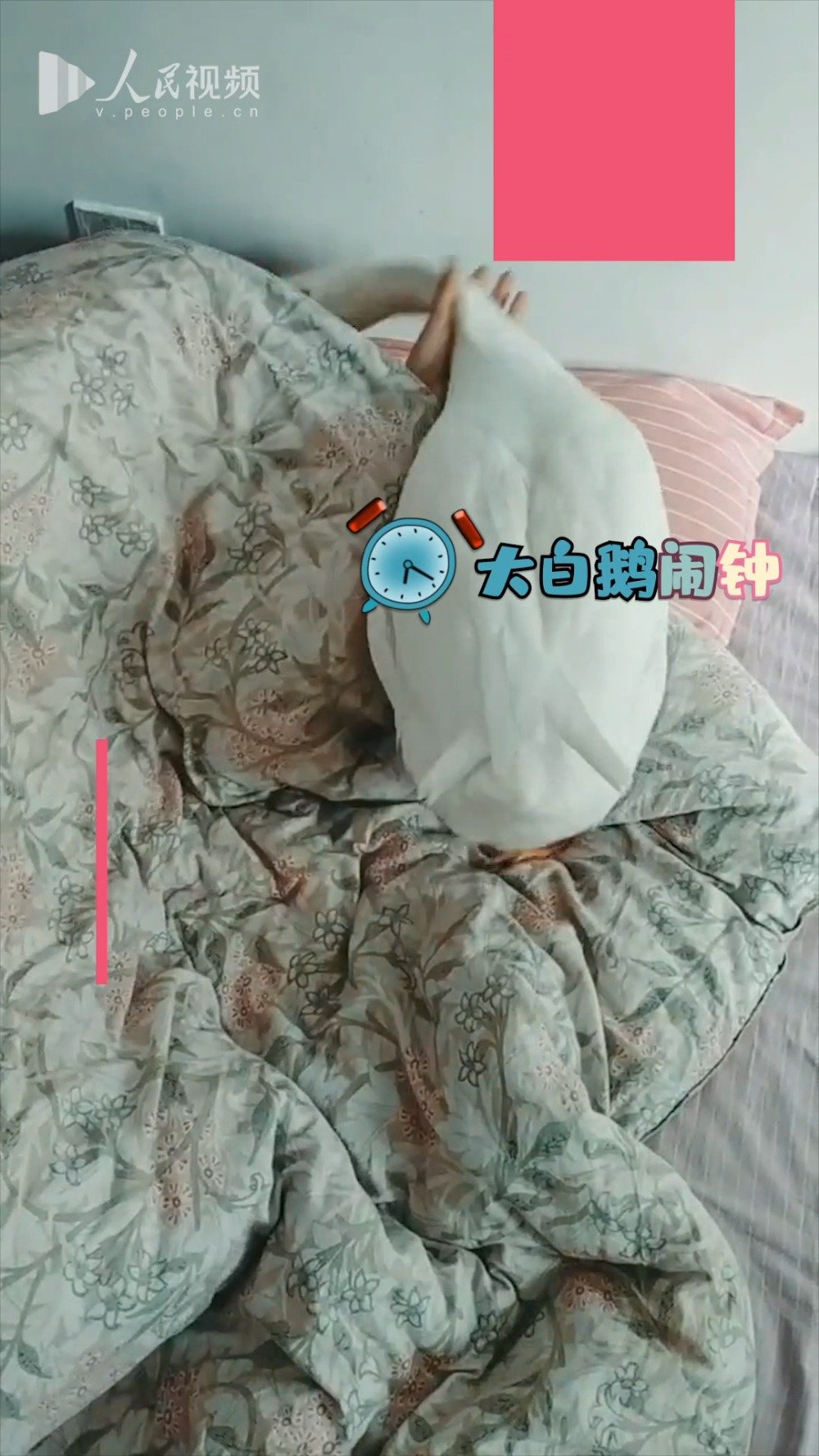 【堪比闹钟!提供每日叫醒服务的大白鹅】近日,河南郑州,一段大白鹅跳上床叫孩子起床的视频在网